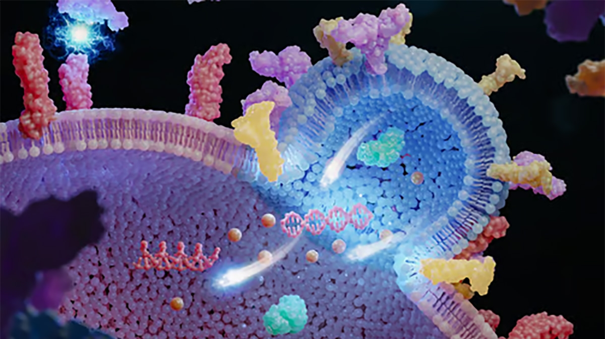 Genetically engineered vesicles target cancer cells more effectively