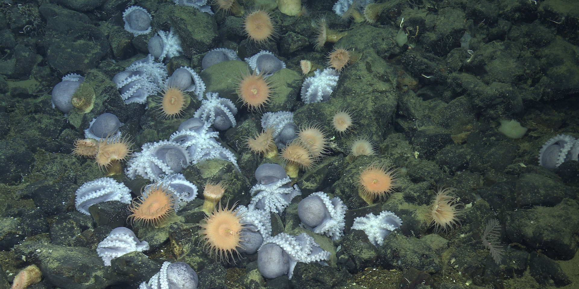 Scientists solve mystery of why thousands of octopus migrate to deep-sea thermal springs