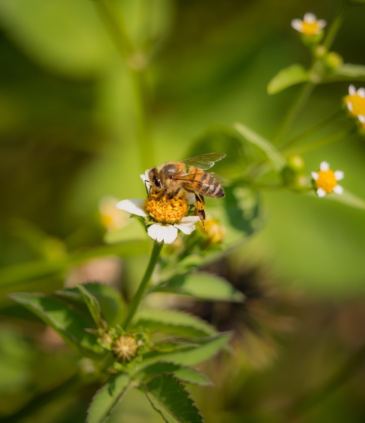 Patrolling Honey Bees Exposes Spread Of Antimicrobial Resistance   64f846b73ca5a 