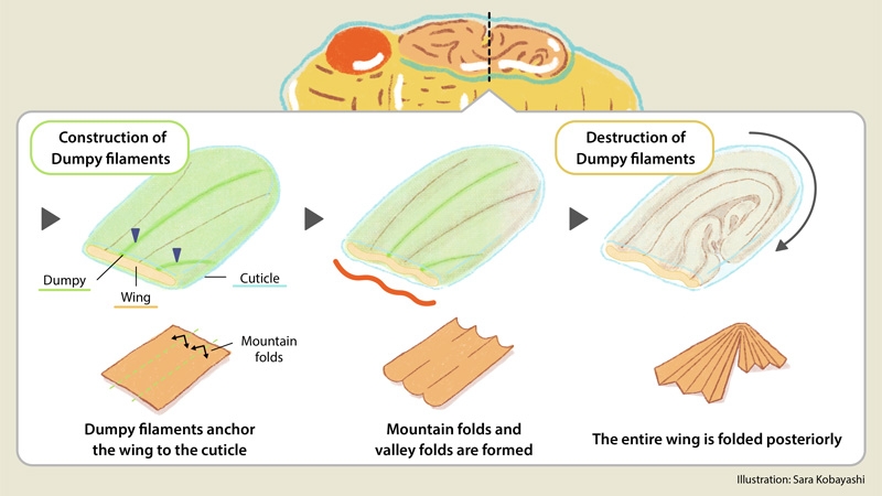 Unveiling the mechanism of 3D folding of cell sheets