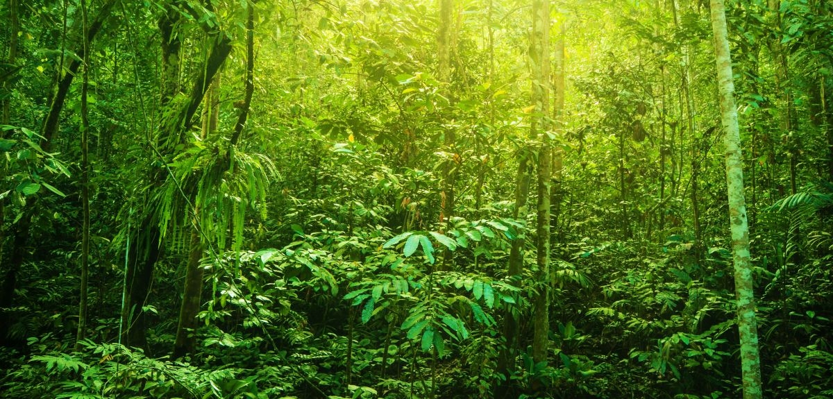 Replanting logged forests with diverse seedlings accelerates restoration, says Oxford study