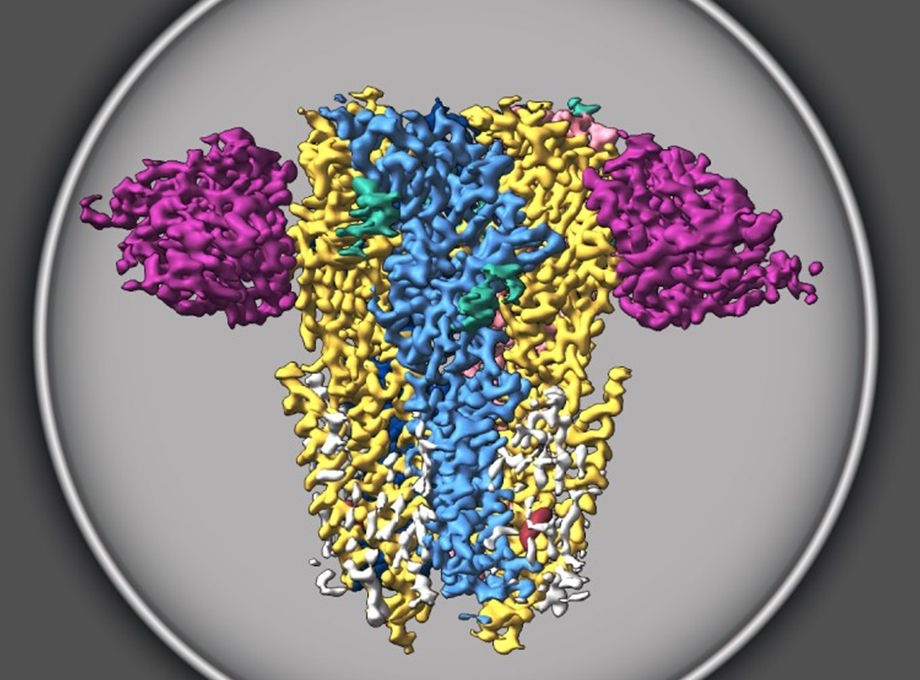 Study reveals structure of crucial receptor in brain development, function