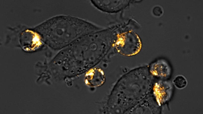 Engineered Bacteria Paint Targets on Tumors for Cancer-killing T Cells to See