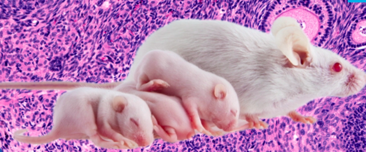 Buck Researchers Uncover Mechanism That Links NAD+ to Fertility Problems