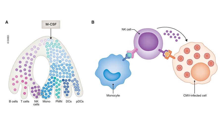 BOOSTING WEAK IMMUNE SYSTEM: SCIENTISTS FIND AN UNUSUAL WEAPON AGAINST VIRUS