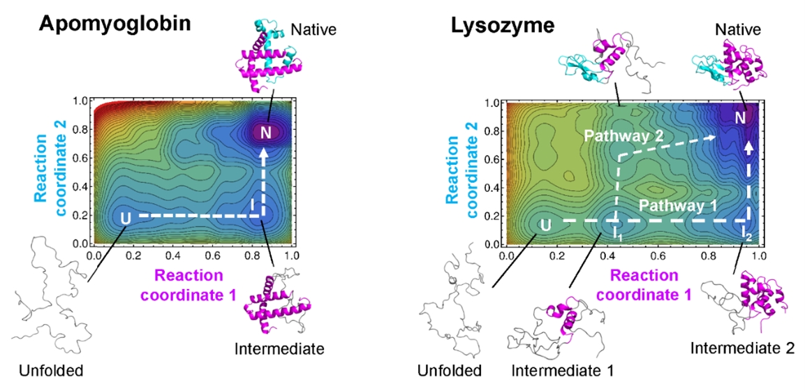 Physical theory improves protein folding prediction