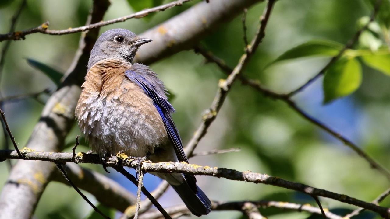 Heat Waves Harm Bird Reproduction on Agricultural Lands