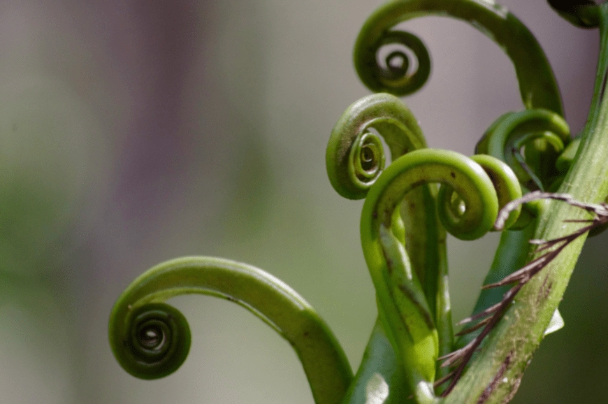 Discovery: ferns produce crop-saving insecticide