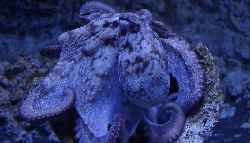 New insights into the genetics of the common octopus: genome at the chromosome level decoded