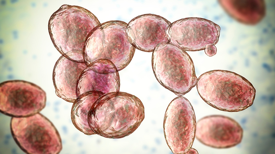 Restoring the Function of a Human Cell Surface Protein in Yeast Cells