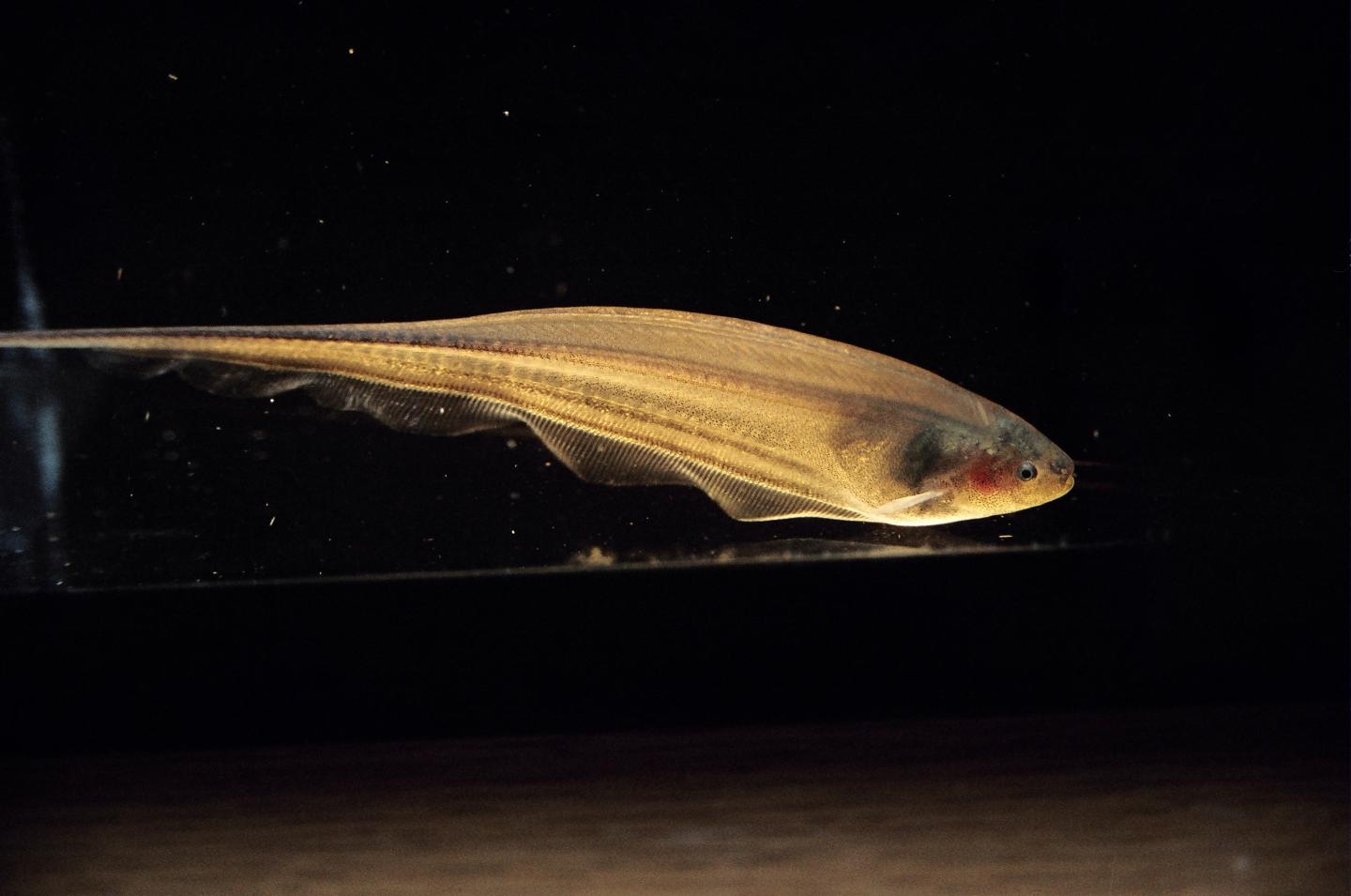 TO NAVIGATE THE WORLD, WE ALL SHIMMY LIKE THESE ELECTRIC FISH