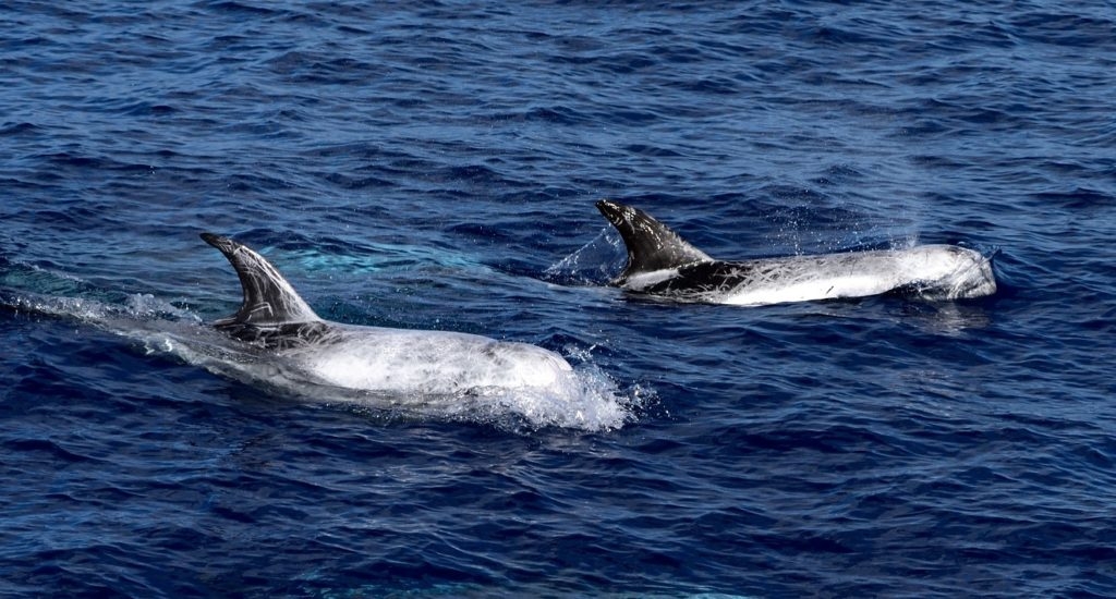 Endangered whales live in area earmarked for gas exploration
