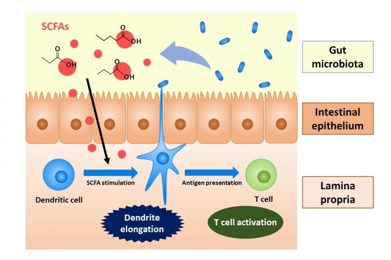 Intestinal Bacteria Metabolite Promotes Capture of Antigens by Dendritic Cells