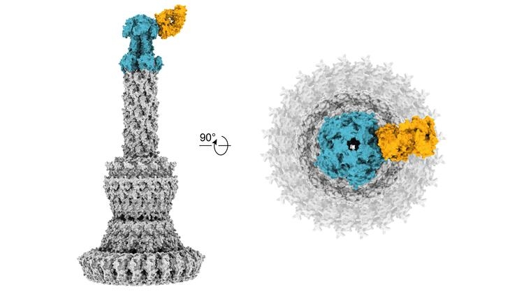 Neutralising antibodies that target resistant bacteria