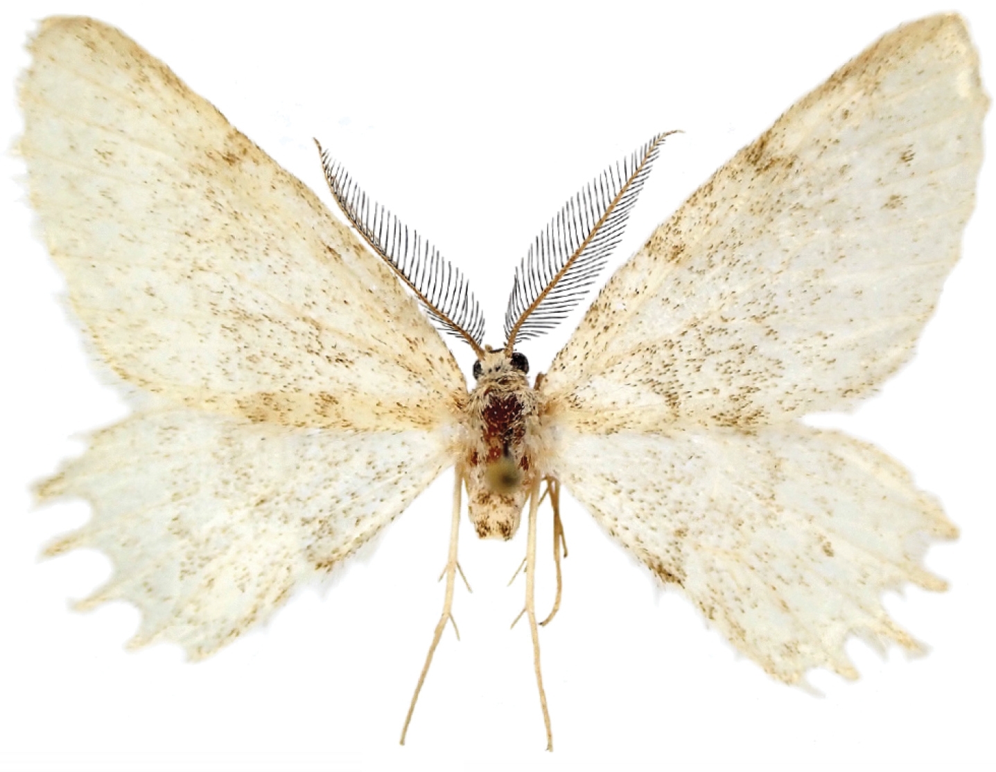 Mysterious new moth species discovered in Europe