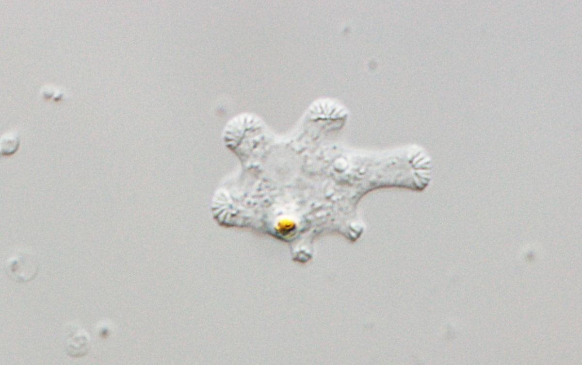 Rediscovery of Rare Marine Amoeba Rhabdamoeba marina