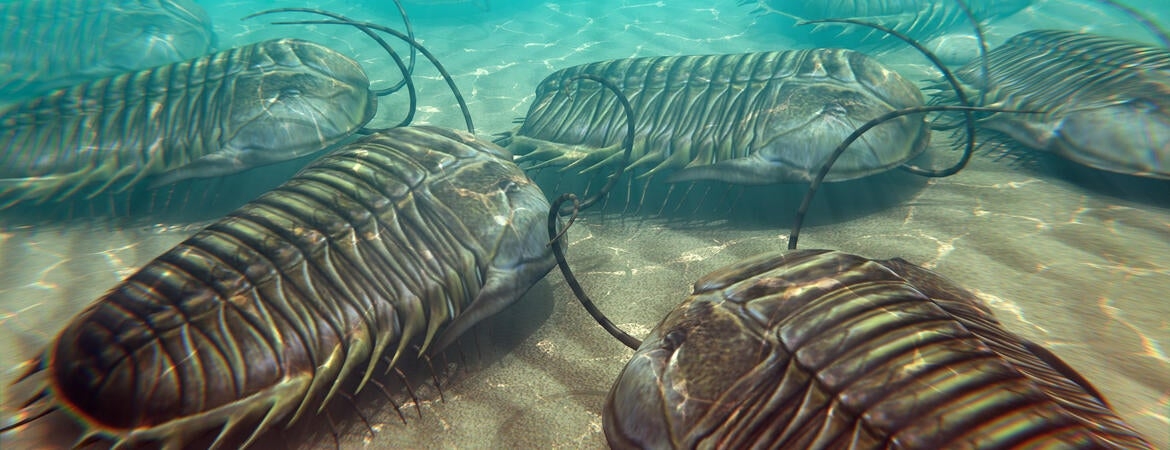 Trilobites rise from the ashes to reveal ancient map