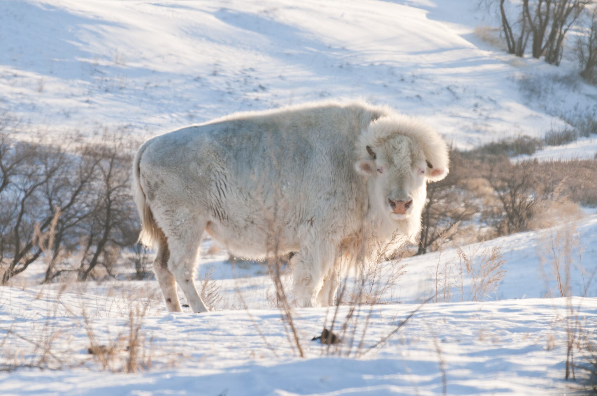 Texas A&M Researchers Develop Comprehensive Genetic Map For Bison, Discover Gene Responsible For Albinism