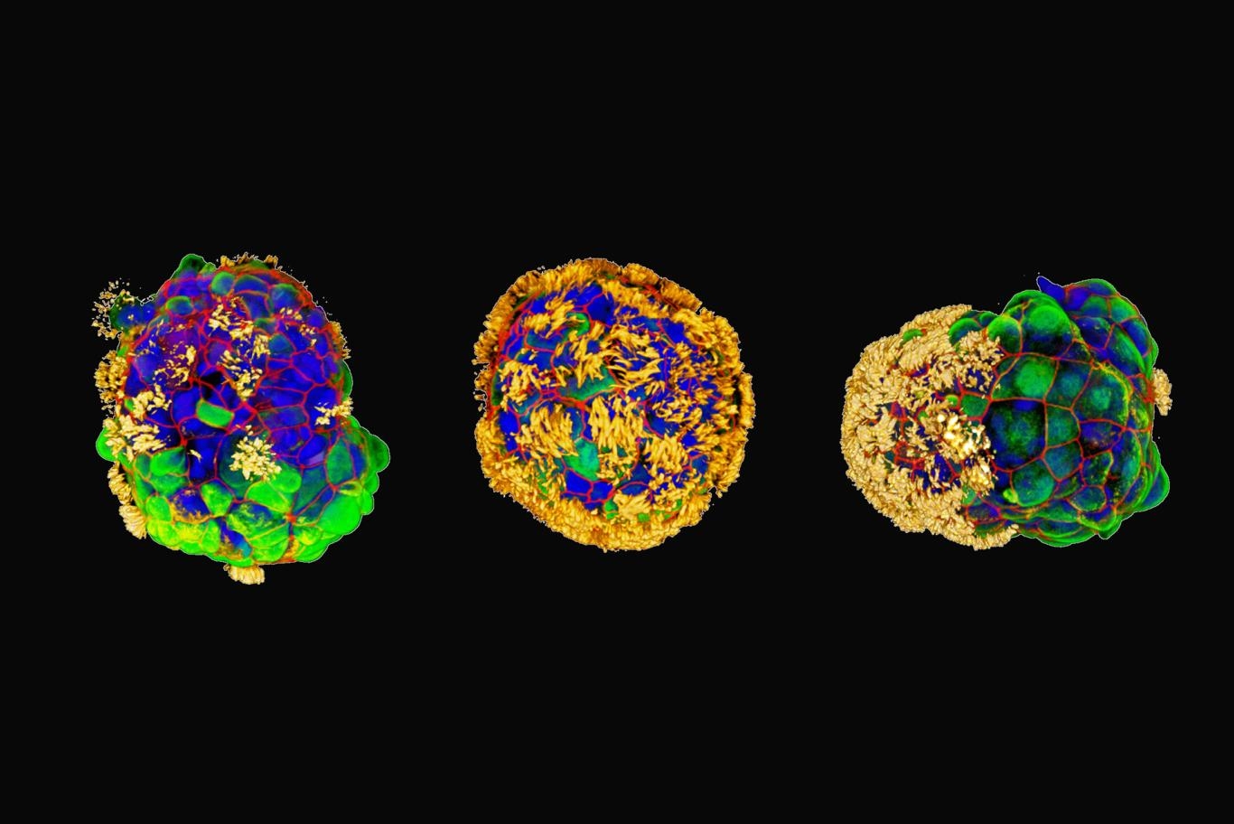 Scientists Build Tiny Biological Robots from Human Cells