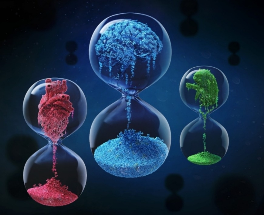 Stanford Medicine-led study finds way to predict which of our organs will fail first