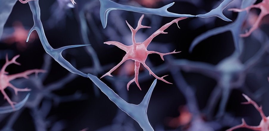 Glial Tone of Aggression