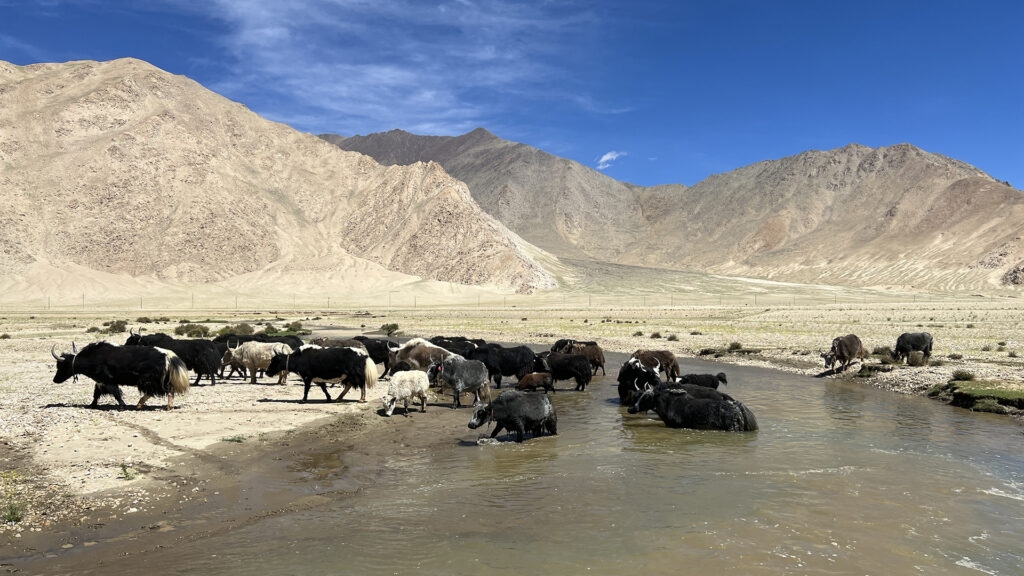 Earliest evidence for domestic yak found using both archaeology, ancient DNA