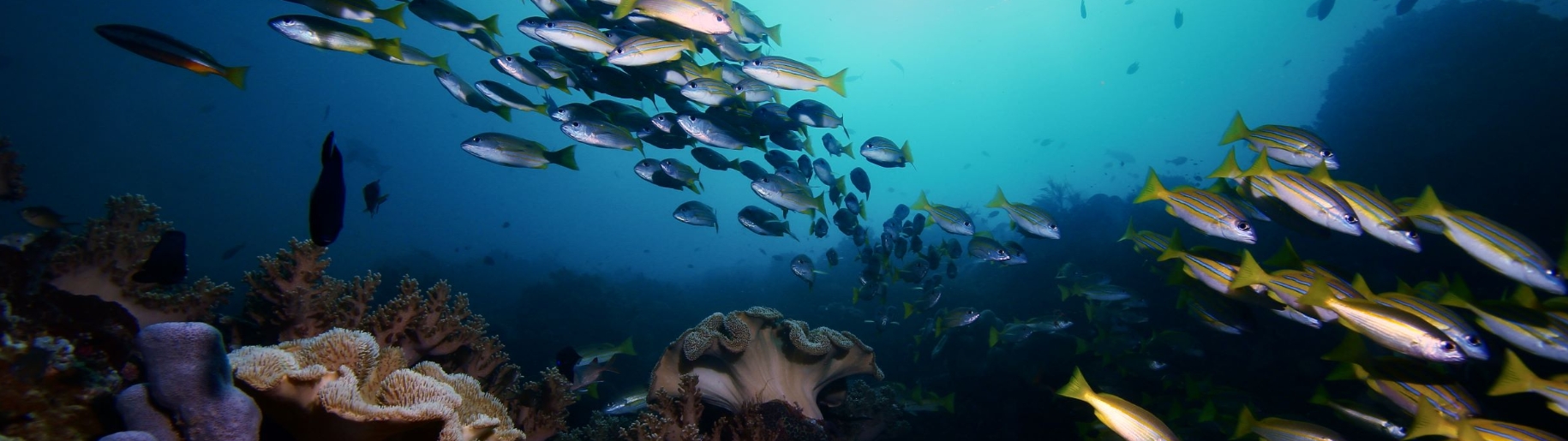 Unlocking secrets from under the sea