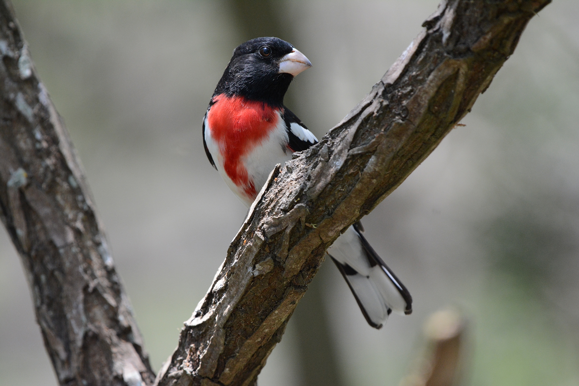 Light pollution is luring birds to cities – and sometimes to their deaths