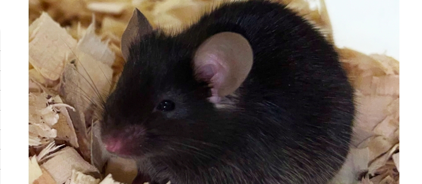 Cancer stem cells trigger macrophage aging