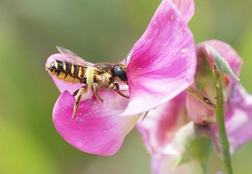 The venom preceded the stinger: Genomic studies shed light on the origins of bee venom