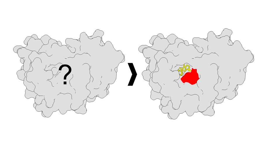 New method illuminates druggable sites on proteins