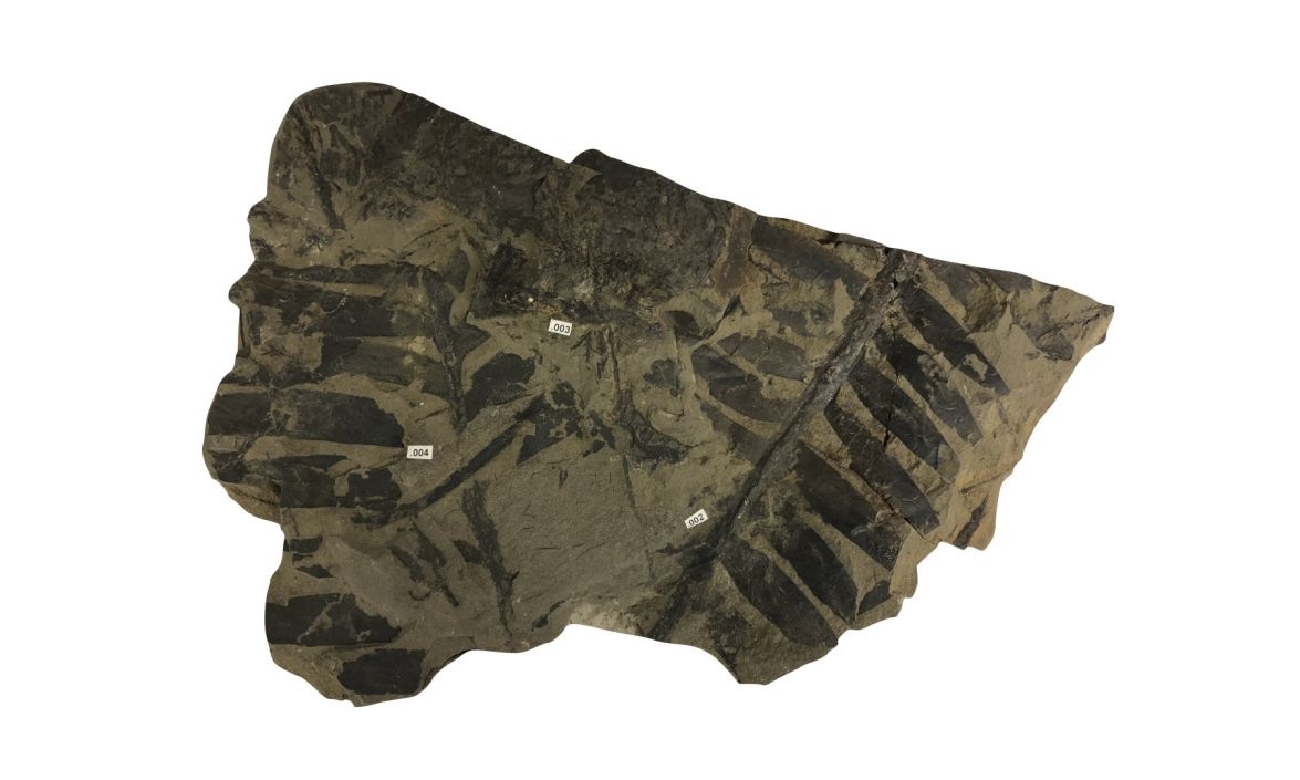 New Nicholas Researcher Finds Plants That Survived Dinosaur Extinction Pulled Nitrogen from Air
