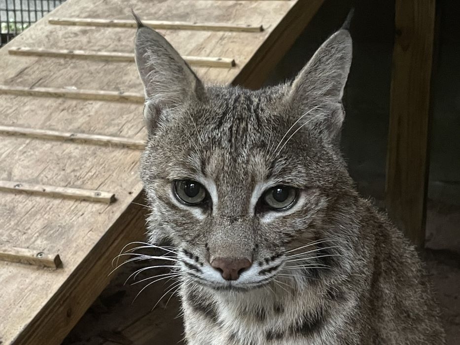 With only the pawprints, researchers study elusive bobcat