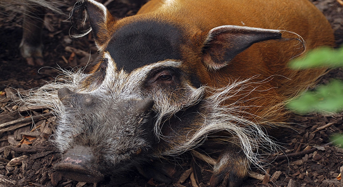 How did the bushpig cross the strait? A great puzzle in African mammal biogeography solved by genomics