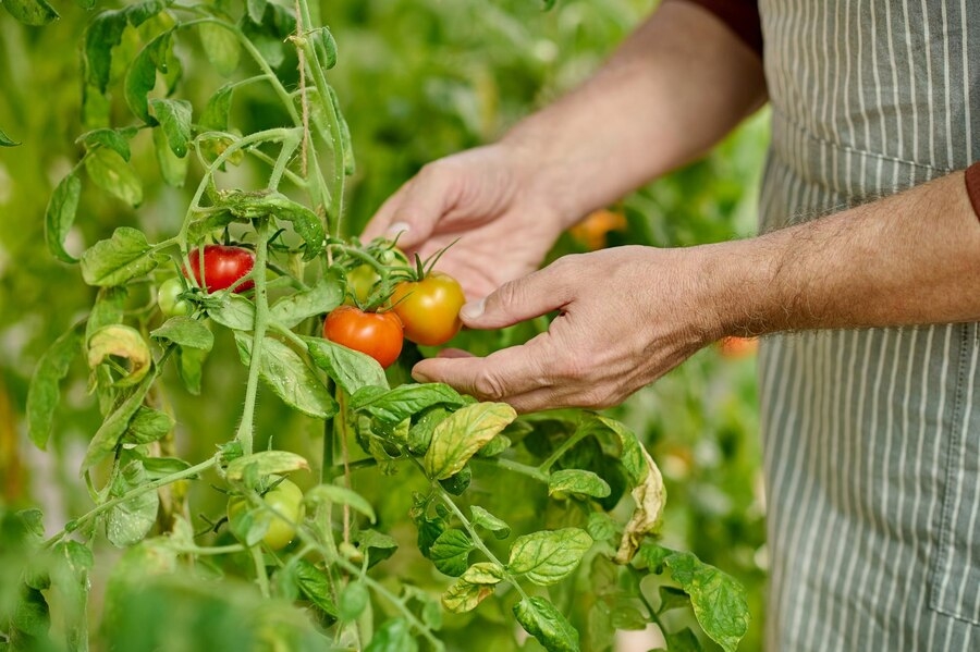 Plant Warfare: The Crucial Function of Nrc Proteins in Tomato Defense Mechanisms