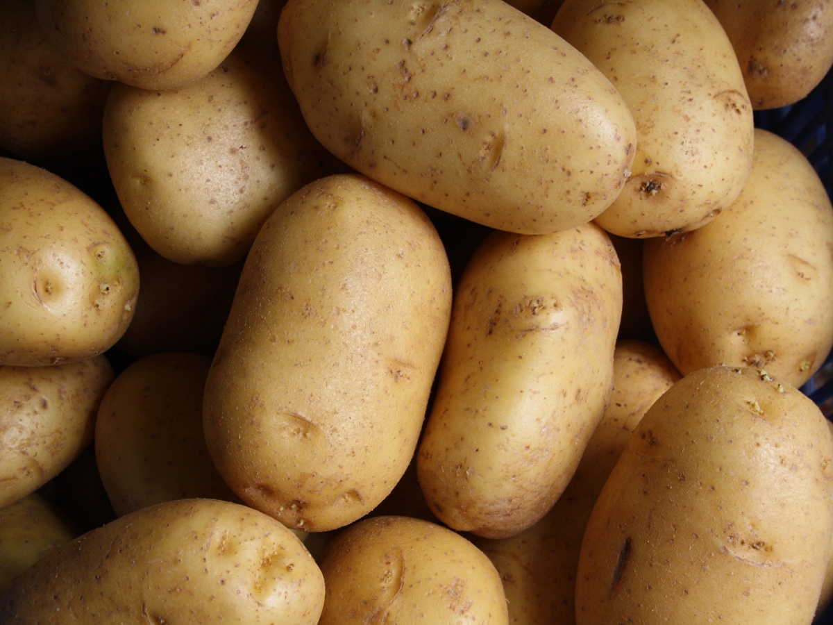 New potato-threatening pathogens reported for first time in Pennsylvania, US