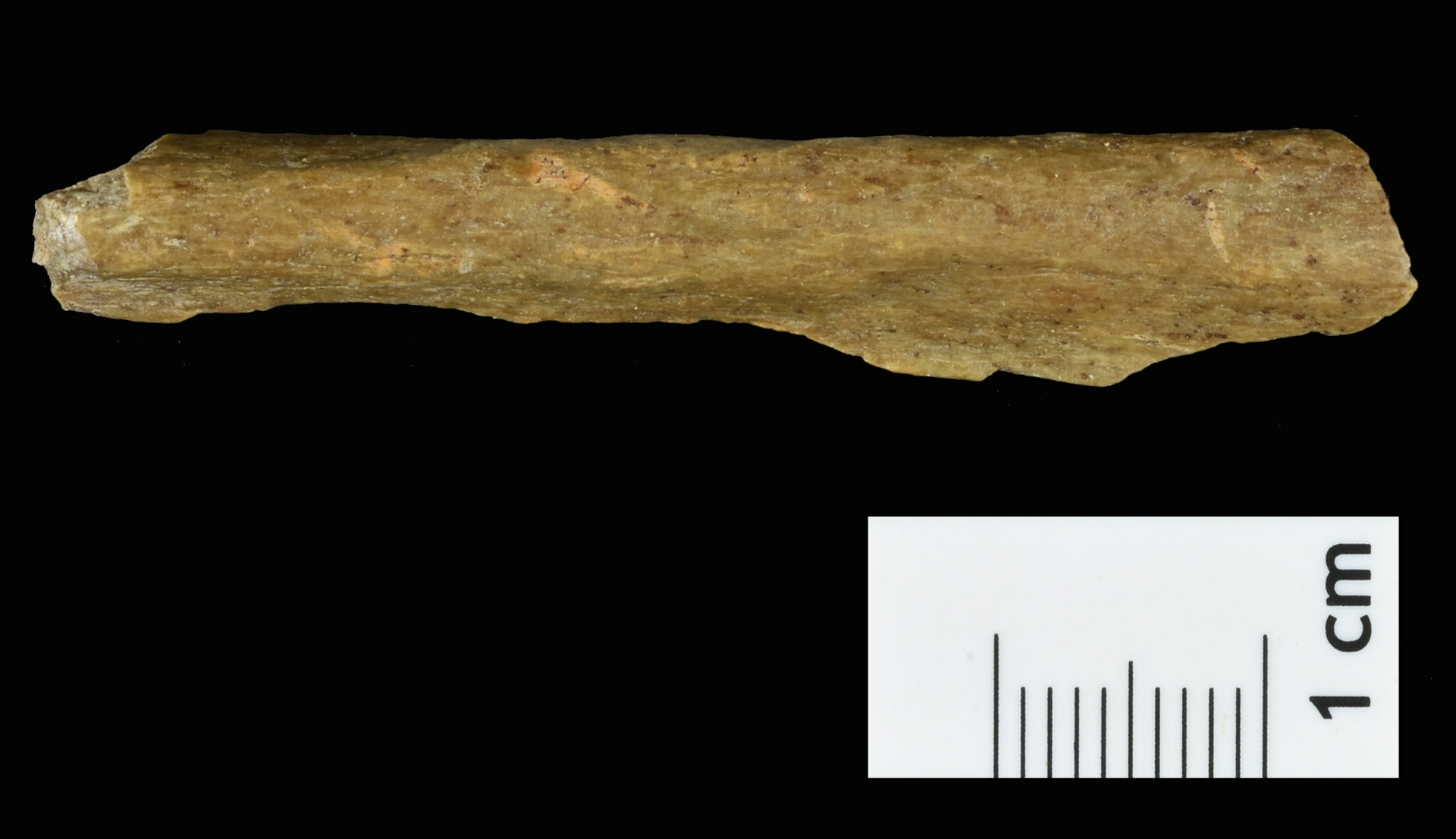 Neanderthals and humans lived side by side in Northern Europe 45,000 years ago