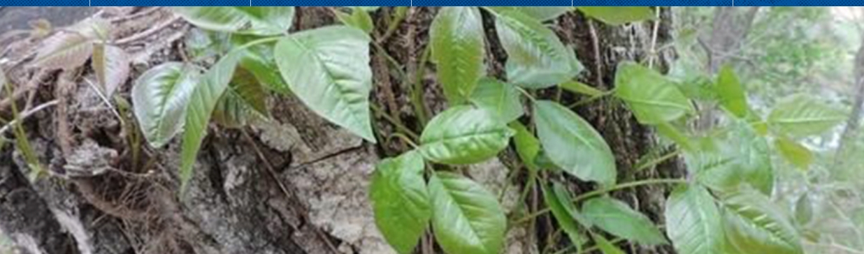 AI-powered app can detect poison ivy