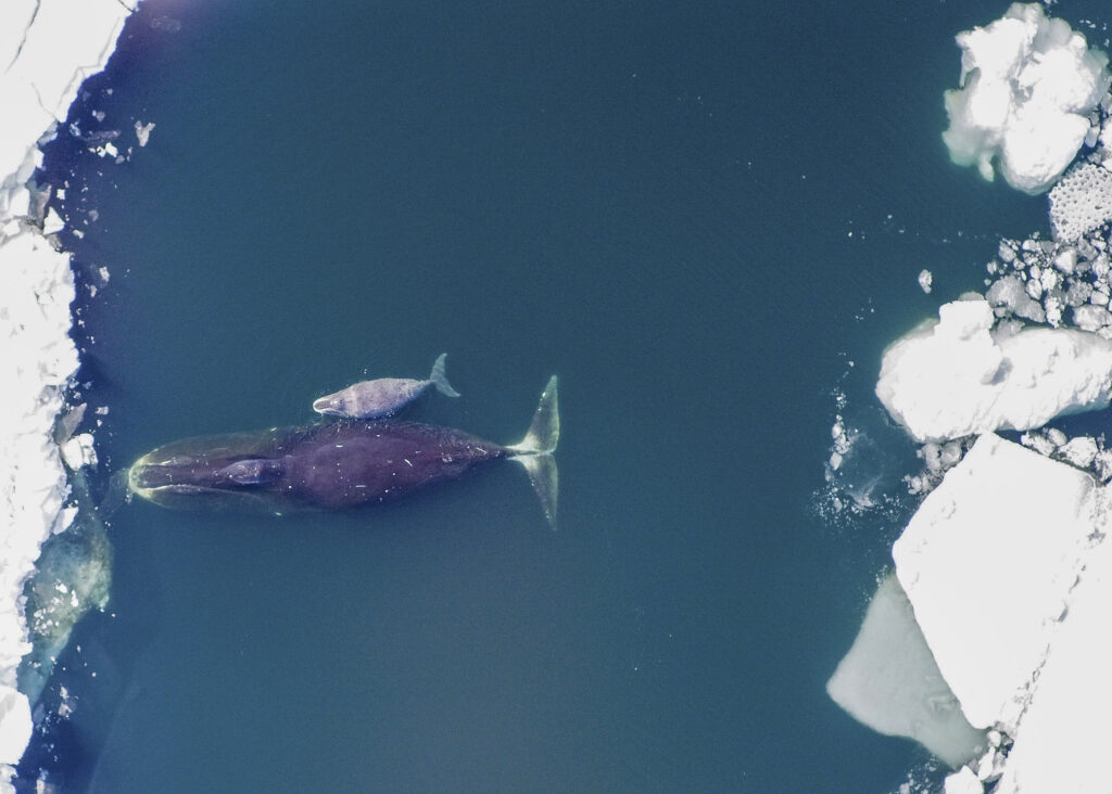 CLIMATE CHANGE COULD PUSH BOWHEAD WHALES TO CROSS PATHS WITH SHIPPING TRAFFIC