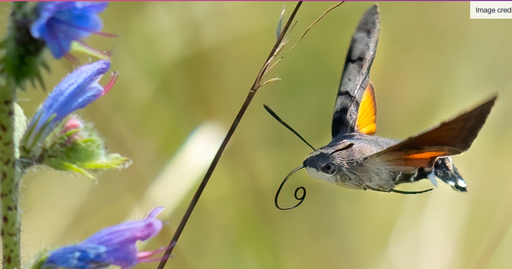 Butterfly and moth genomes mostly unchanged despite 250 million years of evolution