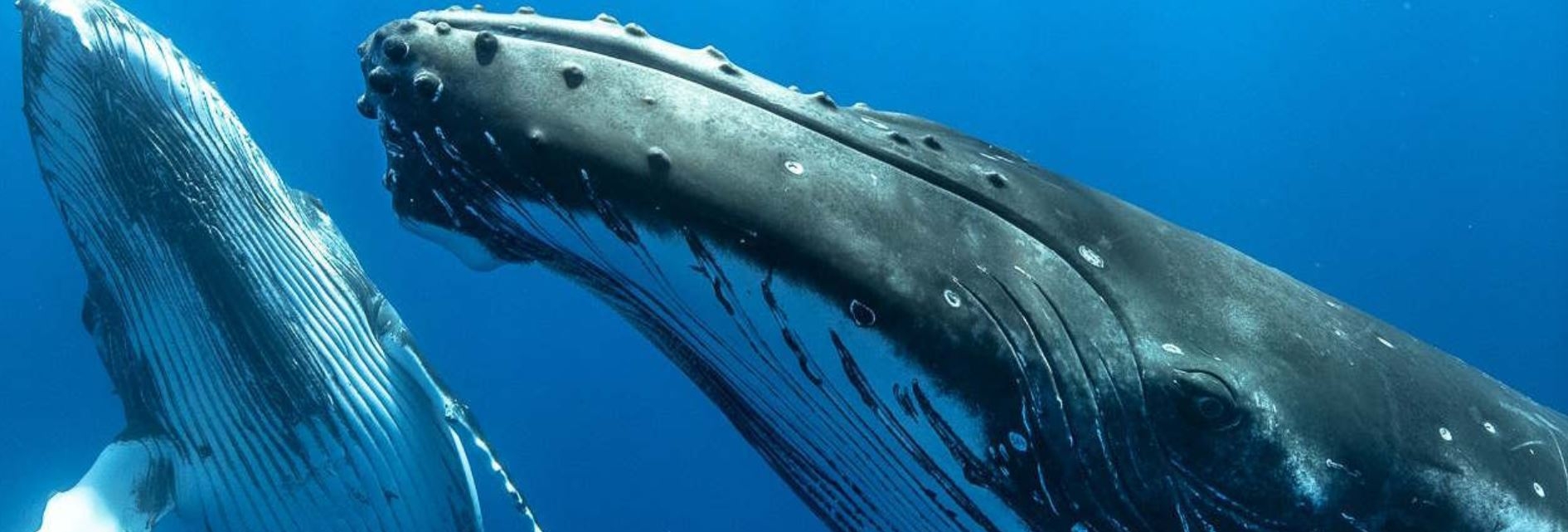 Baleen whales evolved a unique larynx to communicate but cannot escape human noise