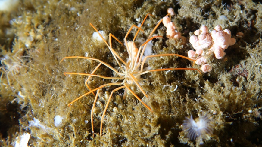 Giant Antarctic sea spiders’ 140-year-old reproductive mystery solved