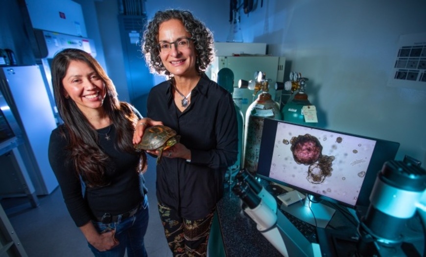 Lab-grown liver organoid to speed up turtle research, making useful traits easier to harness