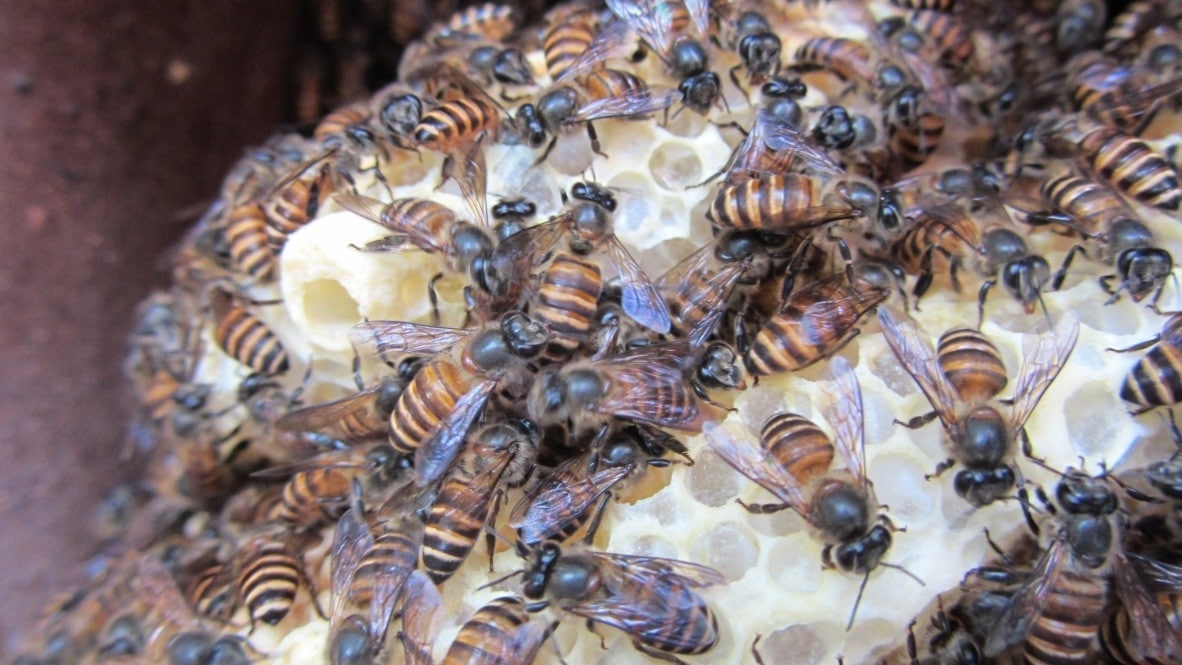 How an invasive bee colony defied a genetic bottleneck
