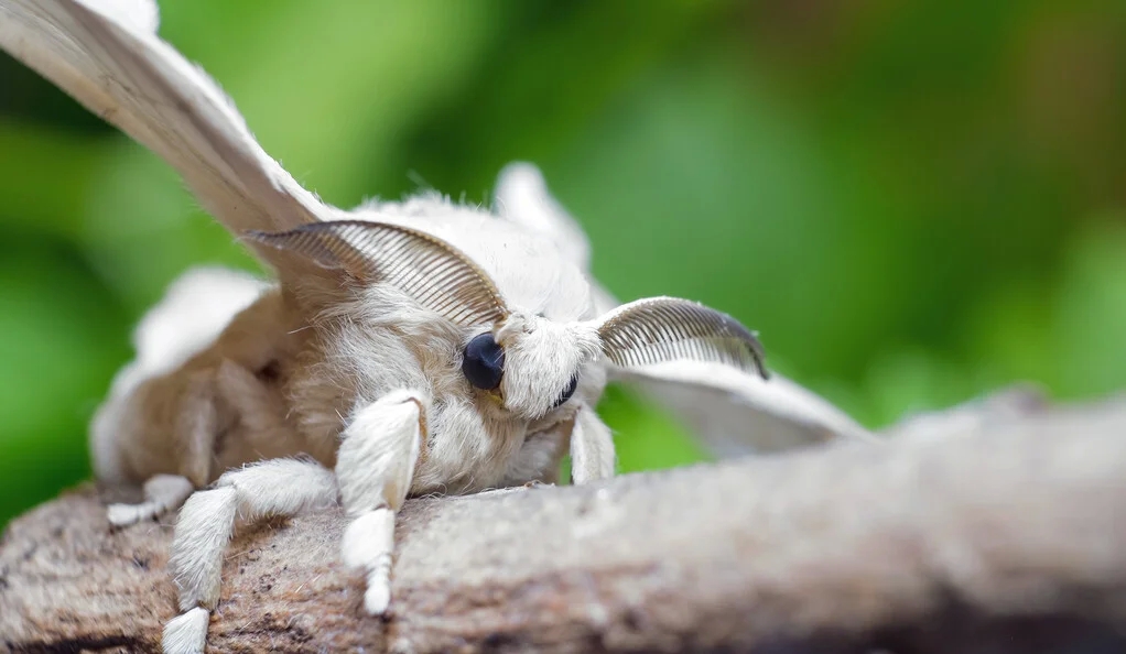 The sweet stuff: How insects tell sugars apart