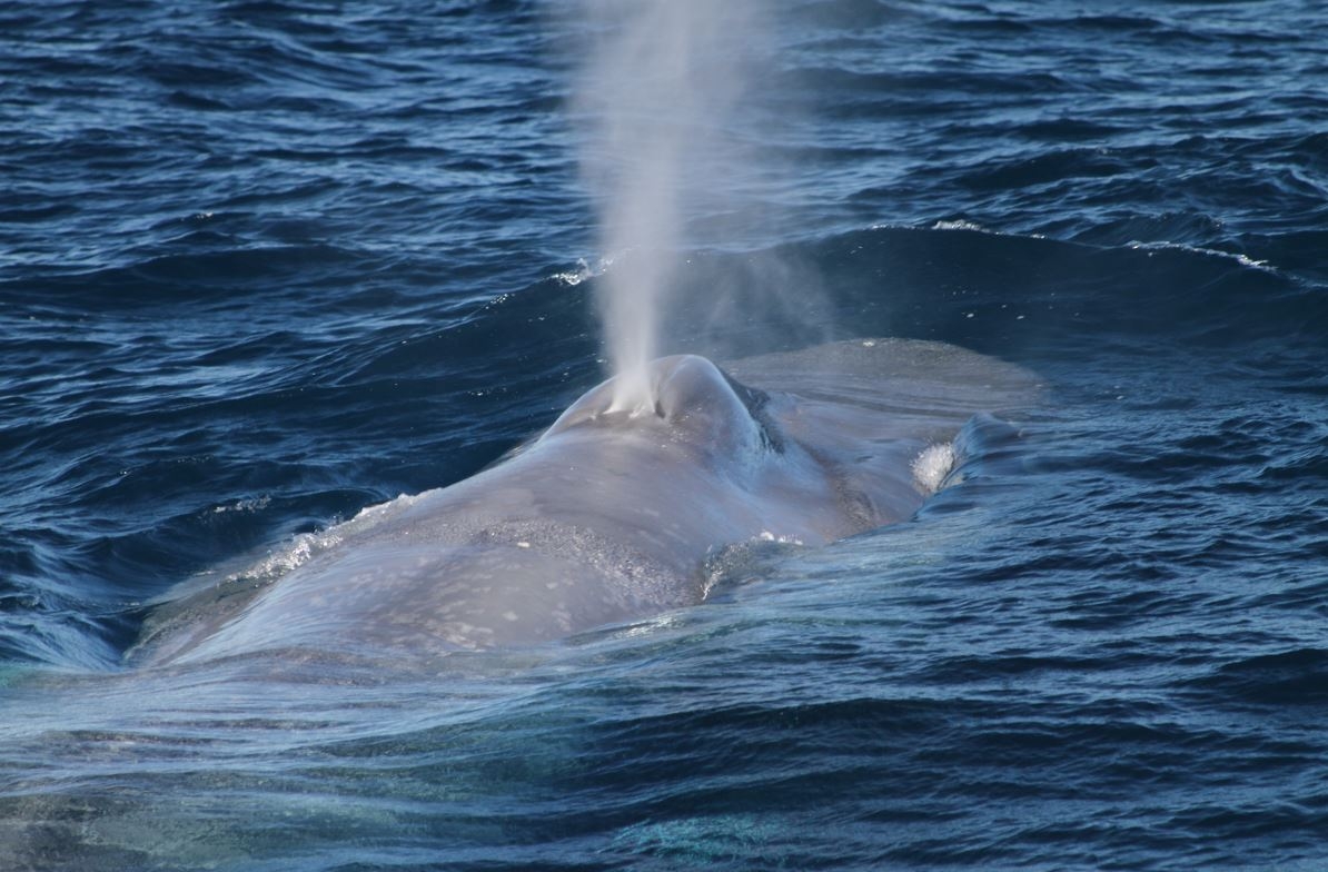Challenges for blue whale populations