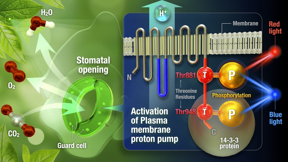 Discovery of Amino Acid Unveils How Light Makes Plants Open