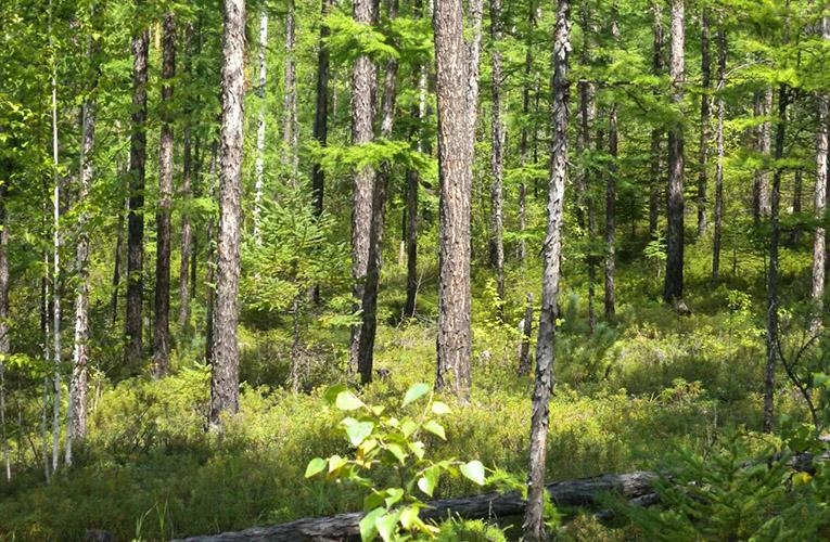Manganese's Surprising Role in Soil Carbon Sequestration