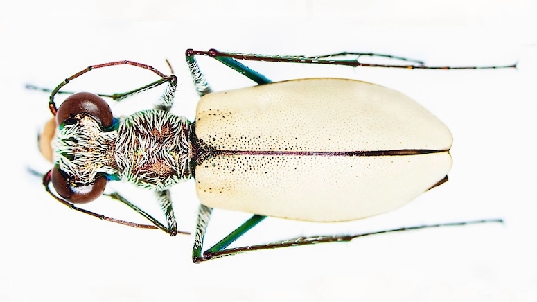 Rice biologists uncover new species of tiger beetle: Eunota houstoniana