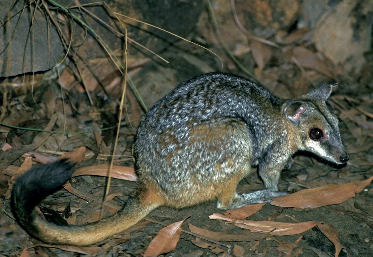 Rock-wallaby bite size ‘packs a punch’